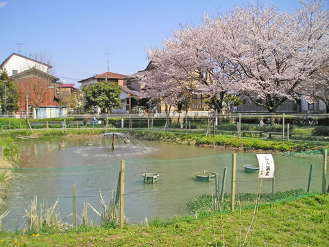 公園噴水図鑑: 千貫樋水郷公園（埼玉県さいたま市桜区）